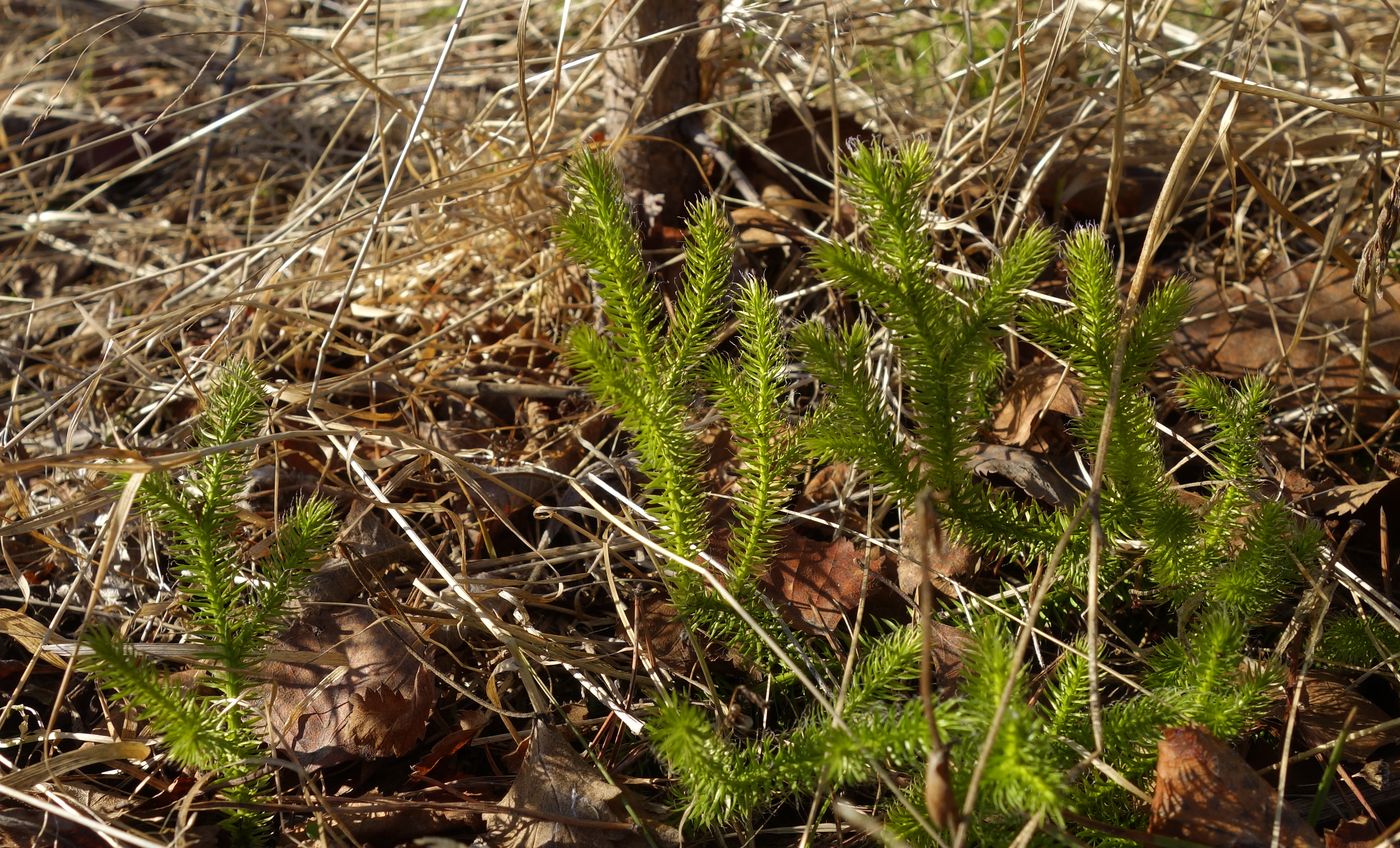 Image of Lycopodium clavatum specimen.
