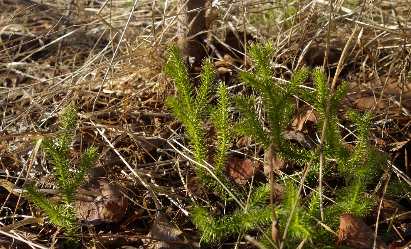 Изображение особи Lycopodium clavatum.