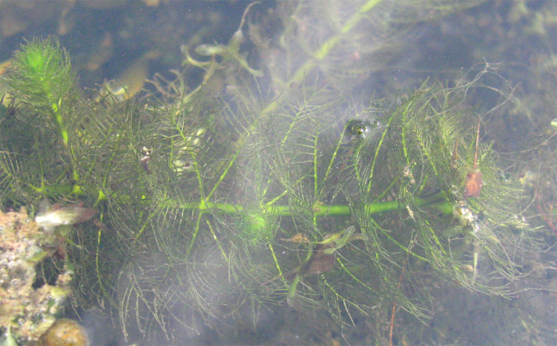 Image of Myriophyllum verticillatum specimen.