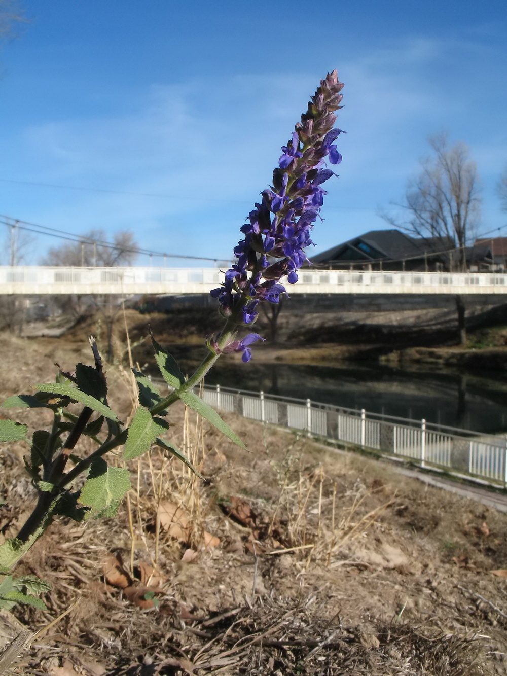 Изображение особи Salvia deserta.