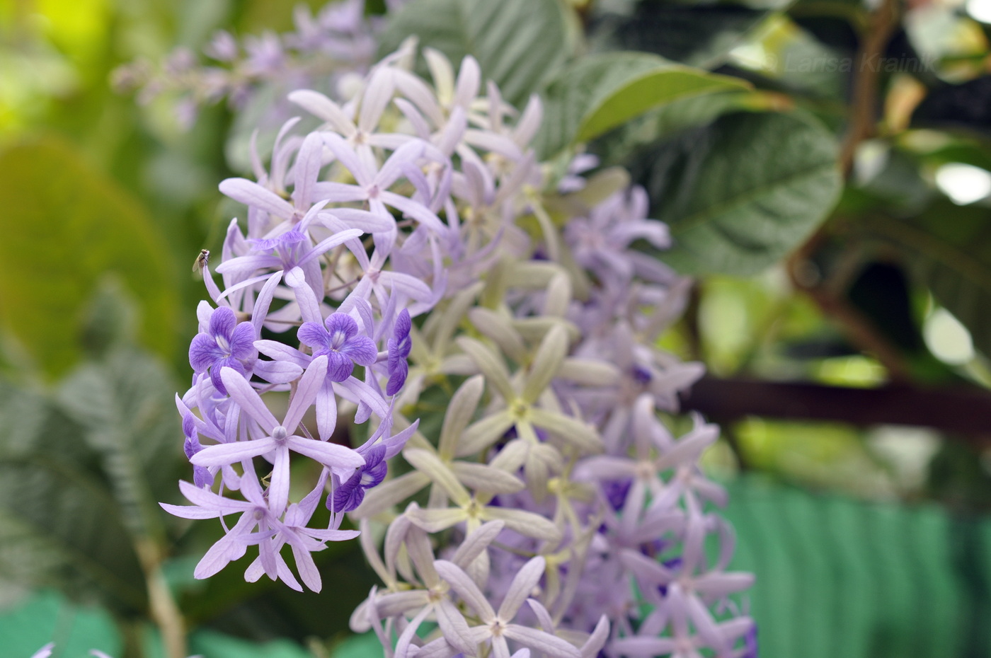 Изображение особи Petrea volubilis.