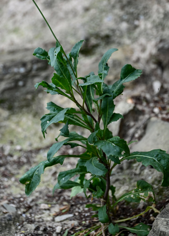 Изображение особи Diplotaxis muralis.