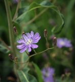 Lactuca tatarica. Цветущее и развивающиеся соцветия. Пермский край, Кунгурский муниципальный округ, с. Моховое, станция Иренский, между железнодорожными путями. 06.08.2023.
