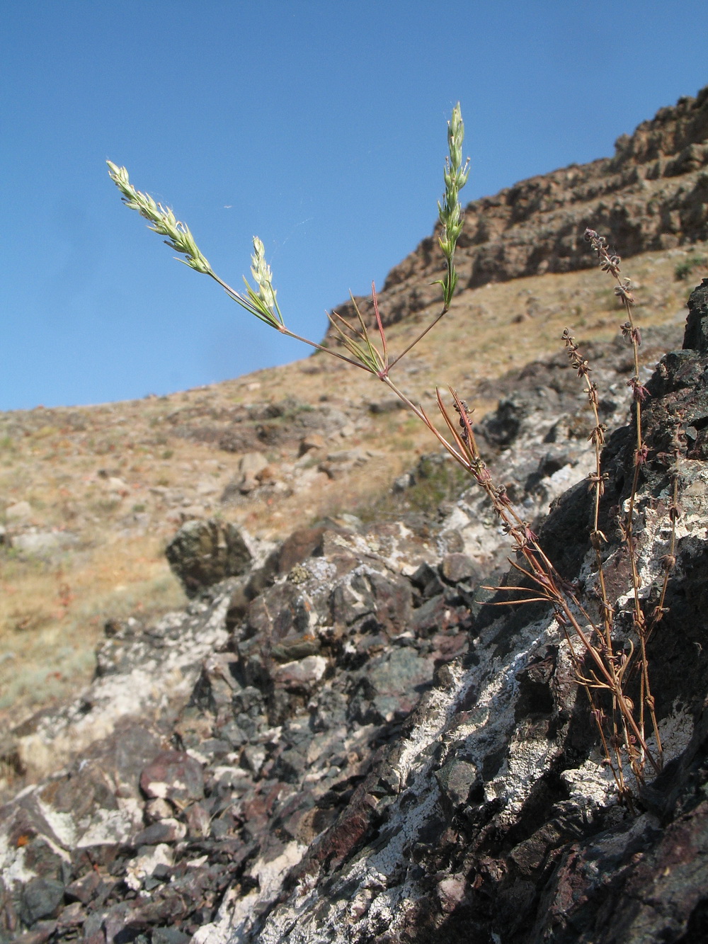 Изображение особи Crucianella exasperata.