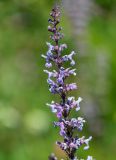 Nepeta nuda