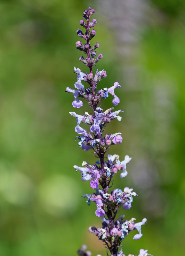 Изображение особи Nepeta nuda.