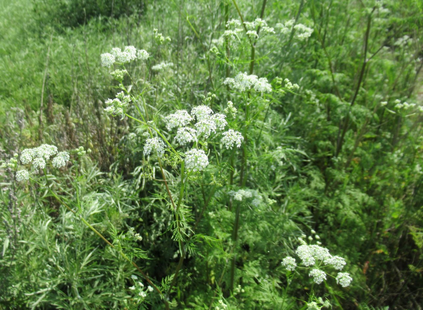 Изображение особи Sphallerocarpus gracilis.