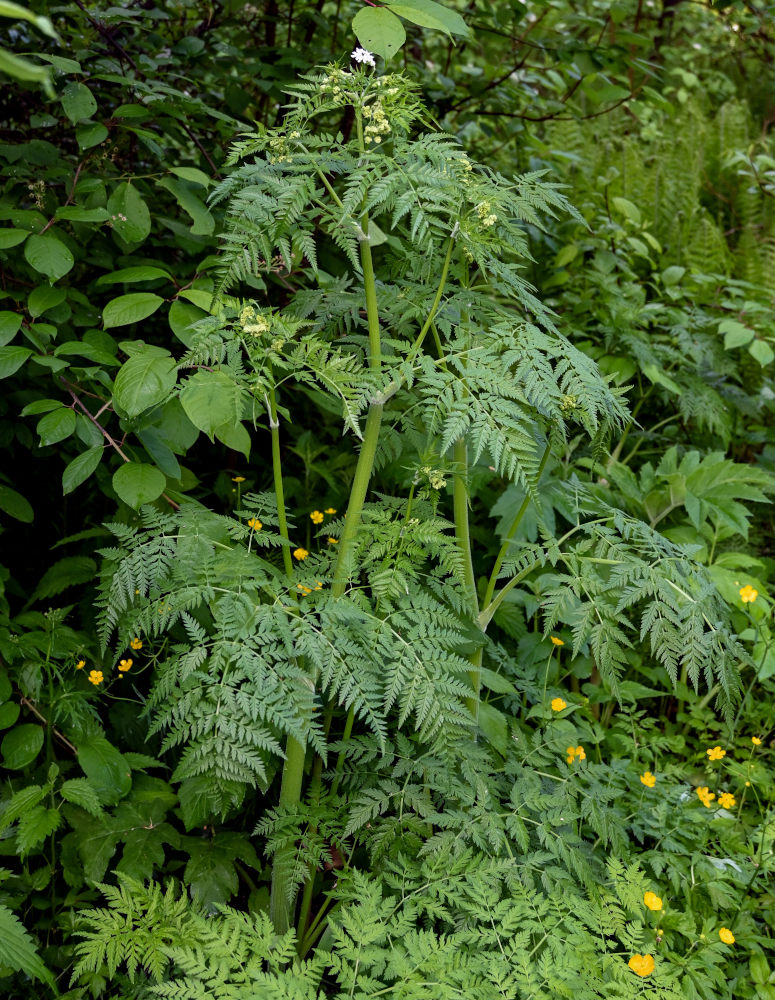 Изображение особи Anthriscus sylvestris.