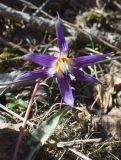 Erythronium dens-canis