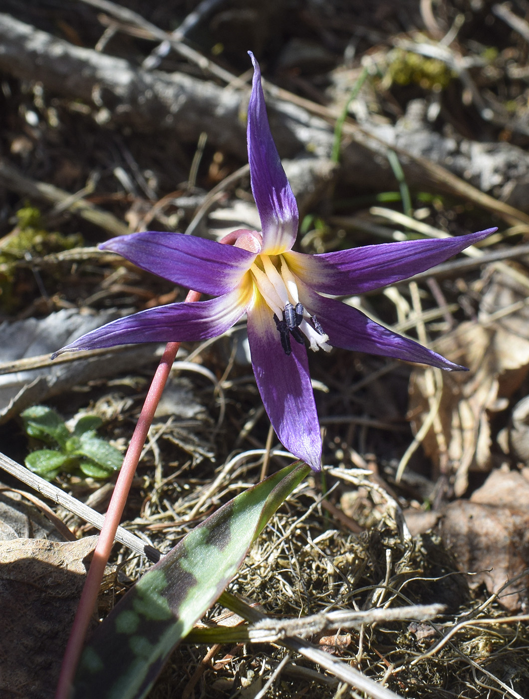 Изображение особи Erythronium dens-canis.