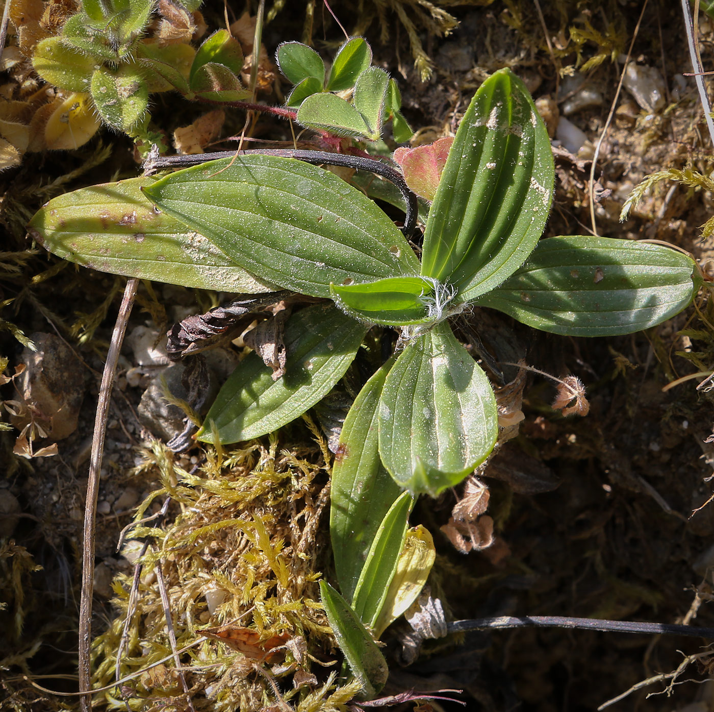 Image of genus Plantago specimen.