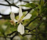 Poncirus trifoliata