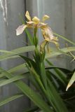 Iris foetidissima