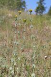 Blackstonia perfoliata
