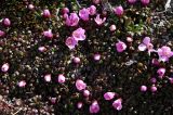 Diapensia himalaica