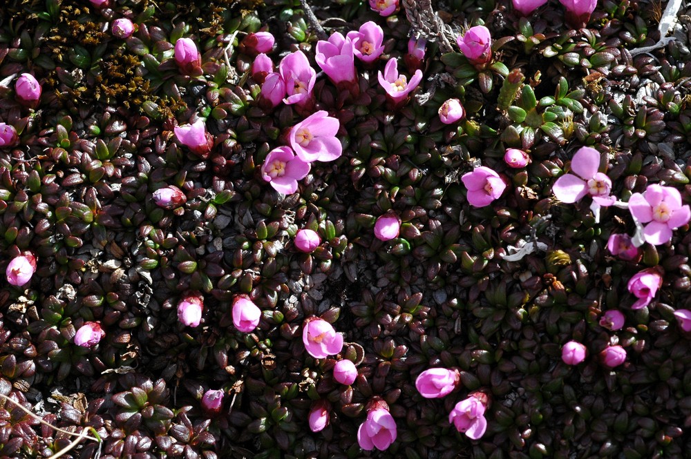 Image of Diapensia himalaica specimen.