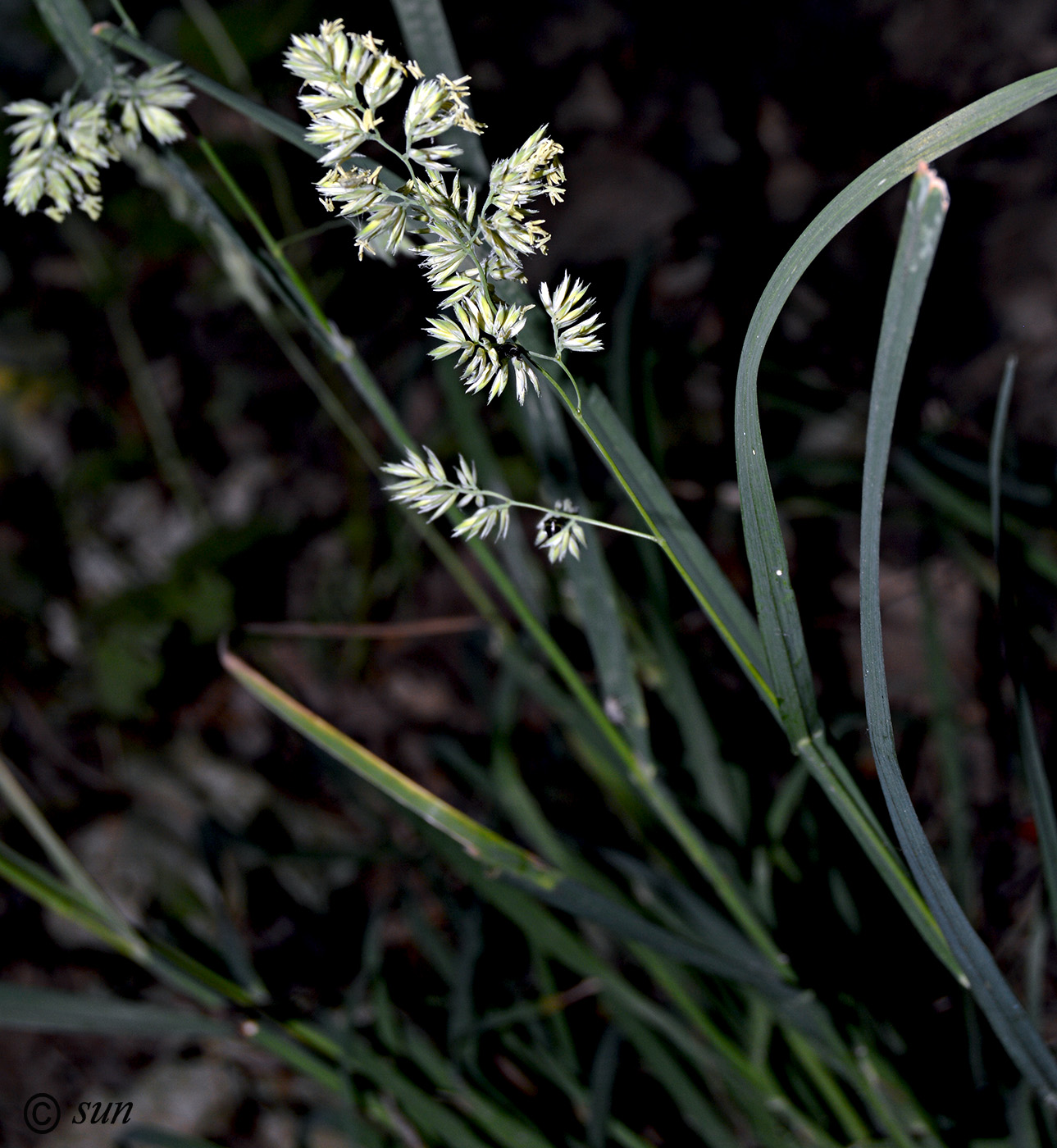 Image of Dactylis glomerata specimen.