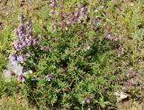 Dracocephalum integrifolium