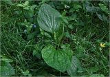 Plantago major