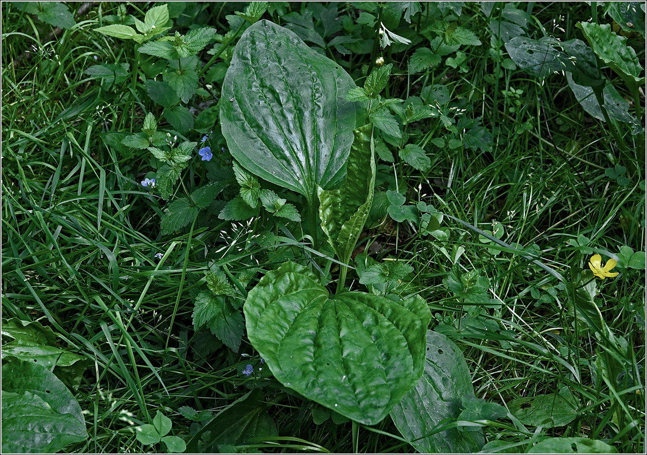 Изображение особи Plantago major.