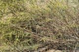 Artemisia subspecies glutinosa