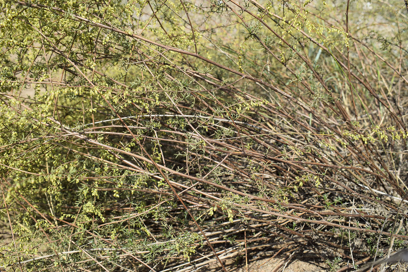 Image of Artemisia campestris ssp. glutinosa specimen.