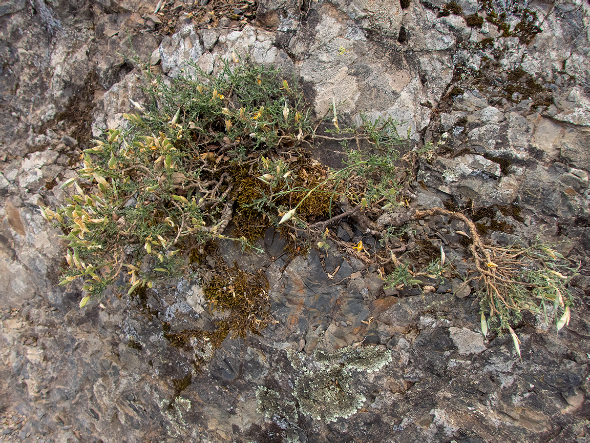 Image of Genista verae specimen.