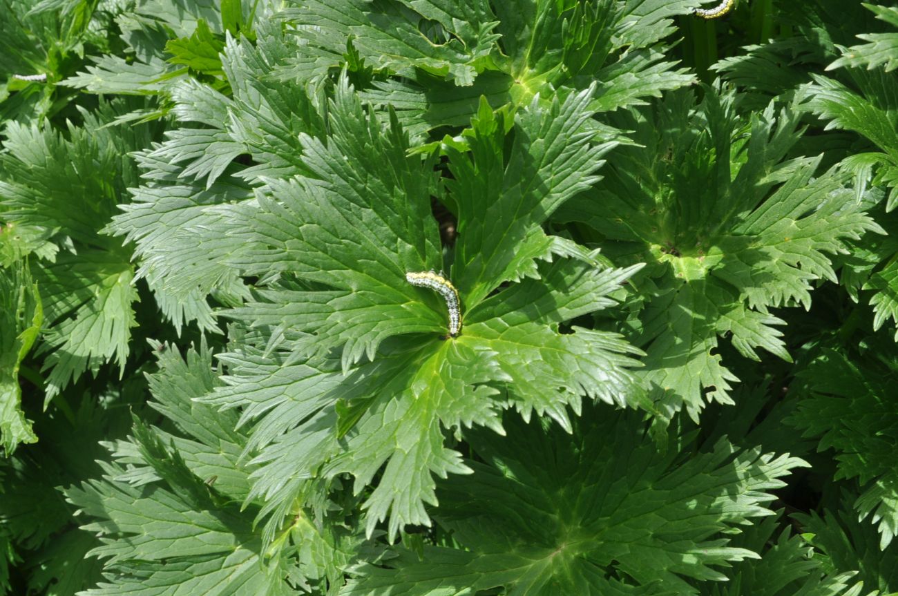 Изображение особи семейство Ranunculaceae.