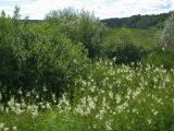 Filipendula ulmaria