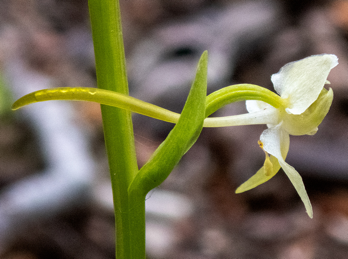 Изображение особи Platanthera chlorantha.