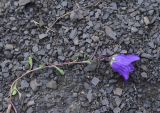 Campanula saxifraga