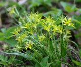 Gagea minima