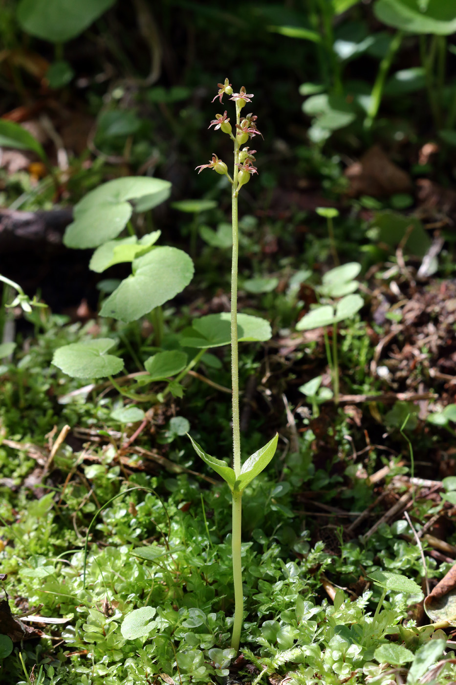 Image of Listera cordata specimen.