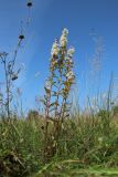 Solidago virgaurea. Плодоносящее растение. Беларусь, Витебская обл., окр. пос. Езерище, выкашиваемый суходольный луг. 29.08.2024.