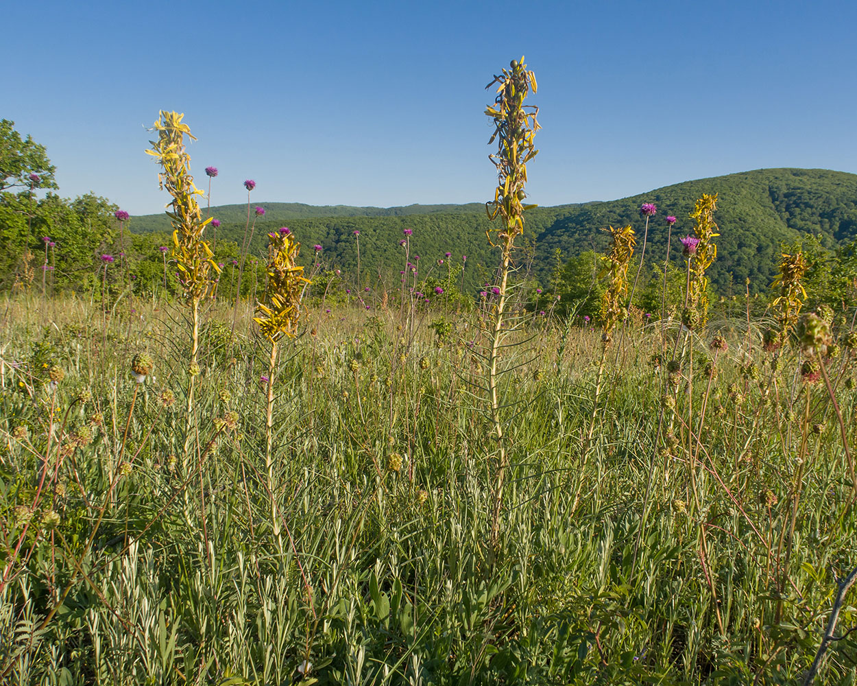 Image of Asphodeline lutea specimen.
