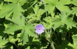 Geranium bohemicum