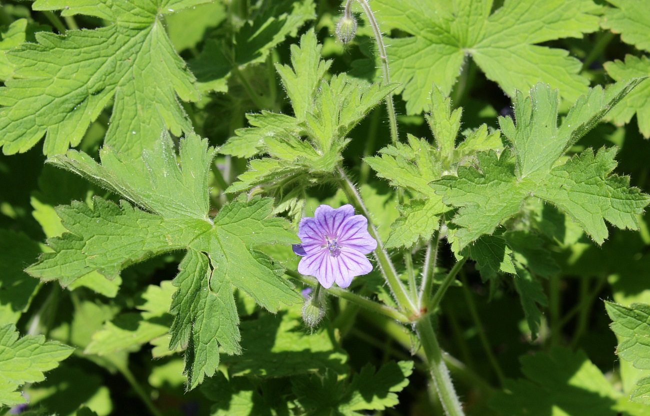 Изображение особи Geranium bohemicum.