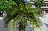 Cycas taitungensis. Верхушка вегетирующего растения. Китай, пров. Ганьсу, г. Чжанъе, в культуре. 03.06.2025.