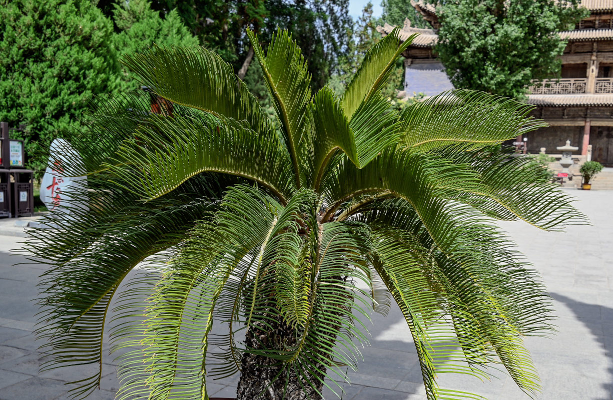 Изображение особи Cycas taitungensis.
