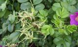 Rosa rugosa. Созревающее соплодие и листья. Санкт-Петербург, Невский р-н, пр. Обуховской Обороны, в культуре. 02.07.2025.