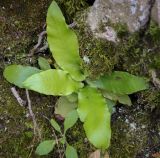 Phyllitis scolopendrium. Молодое растение. Абхазия, окр. г. Новый Афон, Иверская гора, дубрава, на подушке листостебельных мхов. 12.06.2025.