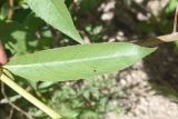 genus Salix