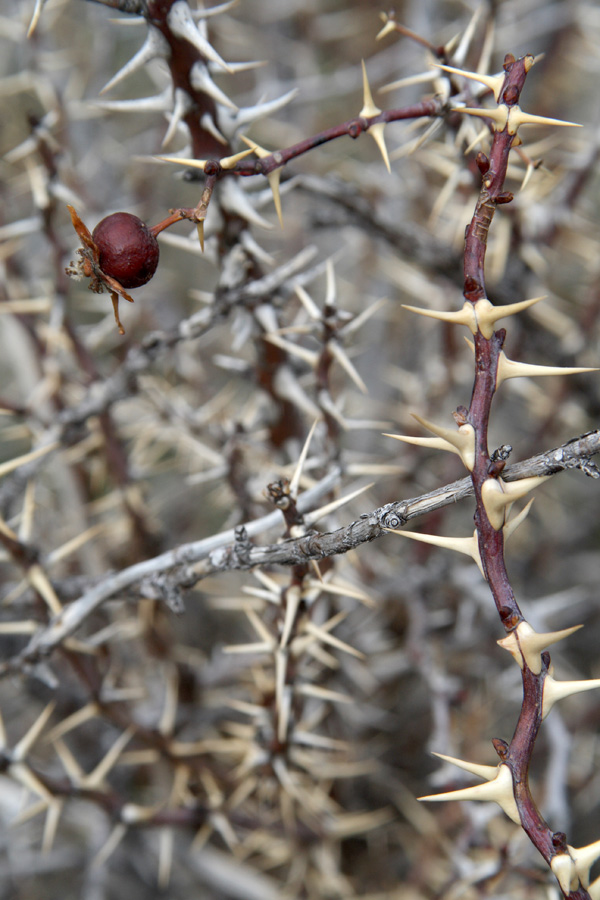 Image of Rosa maracandica specimen.