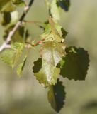 Populus tremula. Лист. Турция, ил Ван, р-н Битлис, кальдера Немрут, верхняя часть южного склона котловины озера Ылы, верхний край рощи. 21 мая 2025 г.