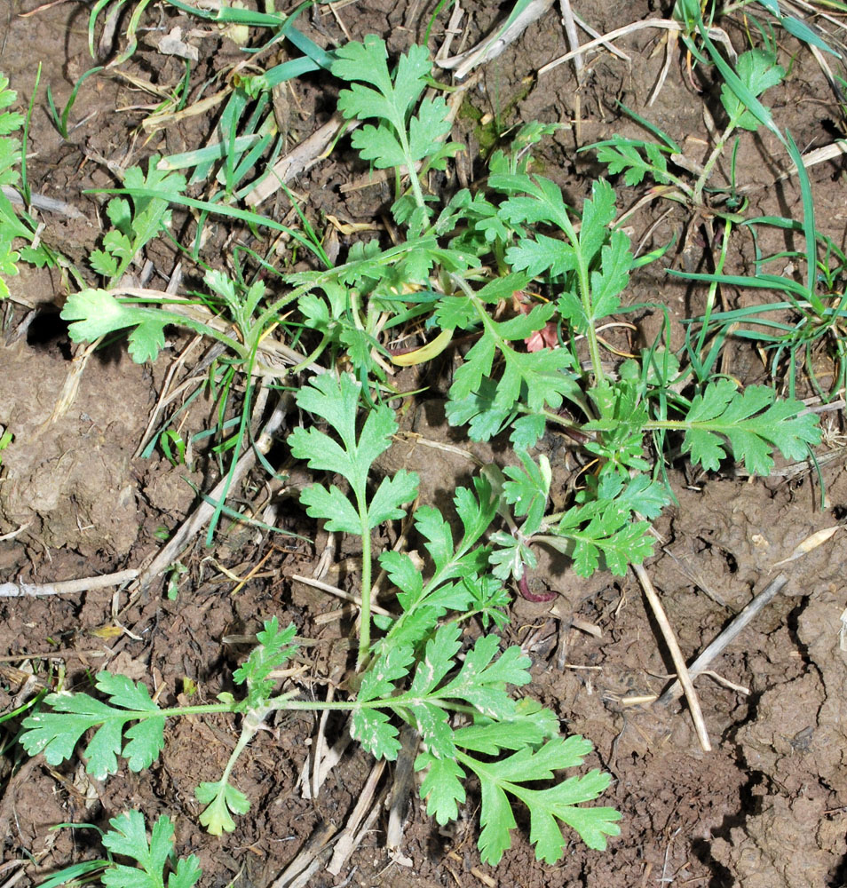 Изображение особи Turgenia latifolia.