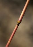 Panicum bisulcatum. Часть побега. Приморский край, Уссурийский ГО, окр. ж.-д. пл. 9194 км, дол. р. Раздольная на левом берегу, пойма, на песчано-илистой отмели. 22.09.2025.