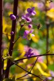 Thalictrum delavayi. Часть соцветия с цветками, бутонами и завязавшимся плодом. Пермь, Ленинский р-н, набережная Камы, в озеленении. 1 сентября 2024 г.