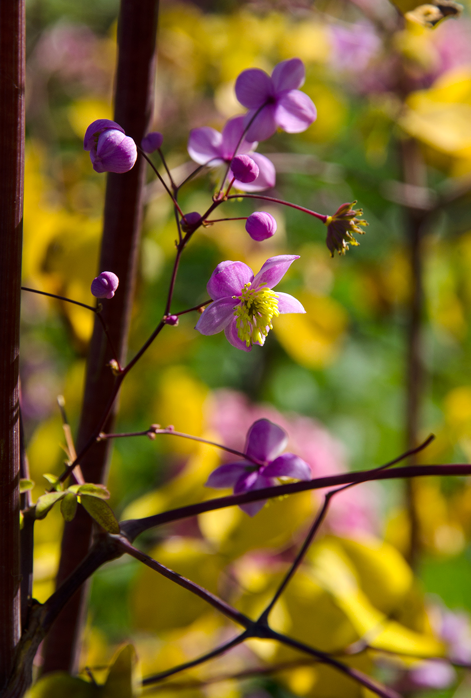 Изображение особи Thalictrum delavayi.