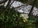 Rhododendron caucasicum. Верхушка цветущего растения. Кабардино-Балкария, Эльбрусский р-н, западный склон горы Донгуз-Орун-Гитче-Кара-Баши, выс 2250 м н.у.м. 17 июня 2025 г.