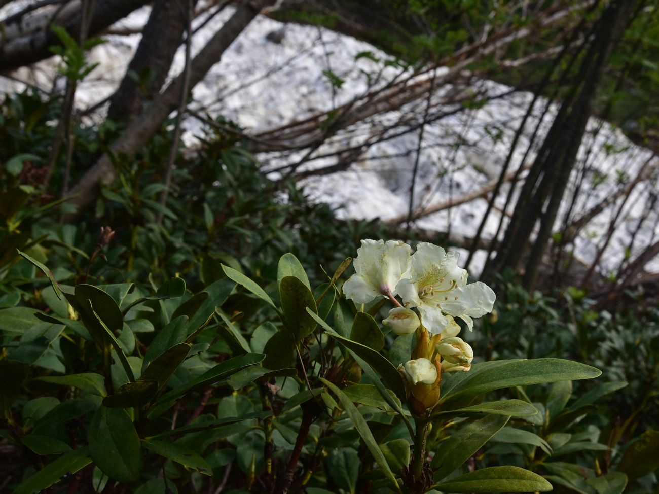 Image of Rhododendron caucasicum specimen.